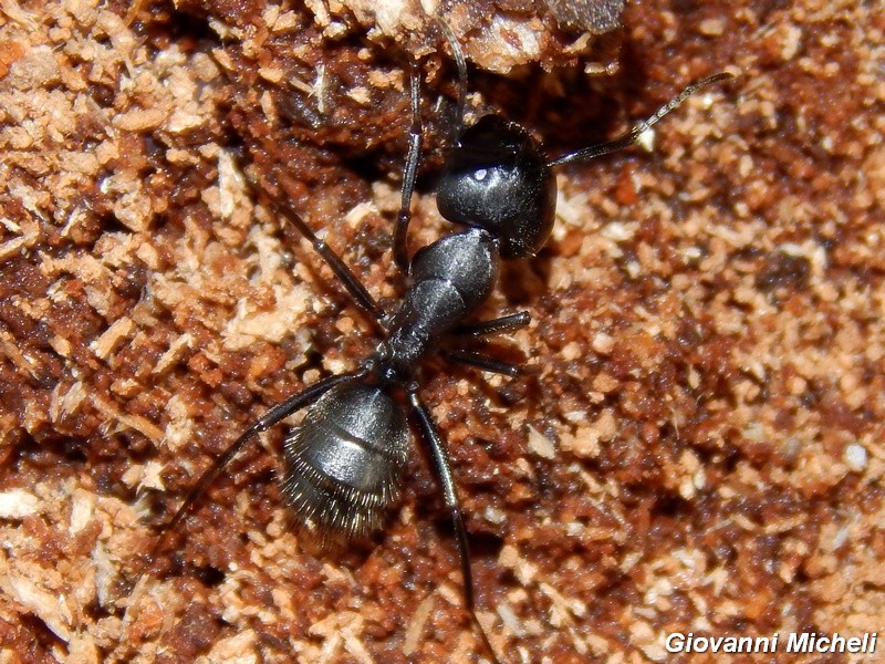 Formicona: Camponotus vagus
